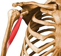 Κορακοβραχιόνιος μυς Έκφυση: κορακοειδής απόφυση της ωμοπλάτης. Κατάφυση: μέσο του πρόσθιου και έσω χείλους του βραχιόνιου οστού. Νεύρωση: μυοδερματικό νεύρο.