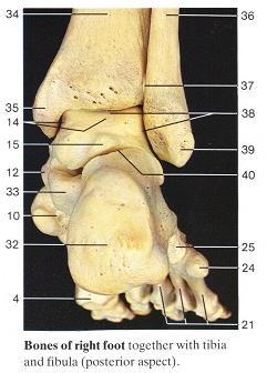 Ανατομία άκρου ποδός 4. κεφαλή 1ου μεταταρσίου 10. σκαφοειδές 12. κεφαλή αστραγάλου 14.τροχιλία αστραγάλου 15. οπίσθια απόφυση αστραγάλου 21.