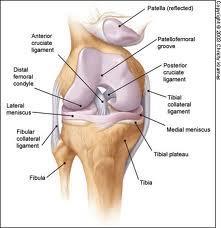 Ανατομία άρθρωσης γόνατος Femur : μηριαίο Styloid process : στυλοειδής απόφυση Patella : επιγονατίδα Tibial tuberosity : κνημιαίο όγκωμα Median condyle : έσω κόνδυλος Neck of fibula : αυχένας