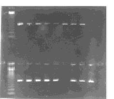 F ig 1 PCR amp lication of Fd genes and ligh t chain genes A 1PCR p roduct of Fd B1PCR p roduct of ligh t chain M 1123 bp ladder F ig 2 Enrichm ent of phage antibodies by panning selection A 1Befo re