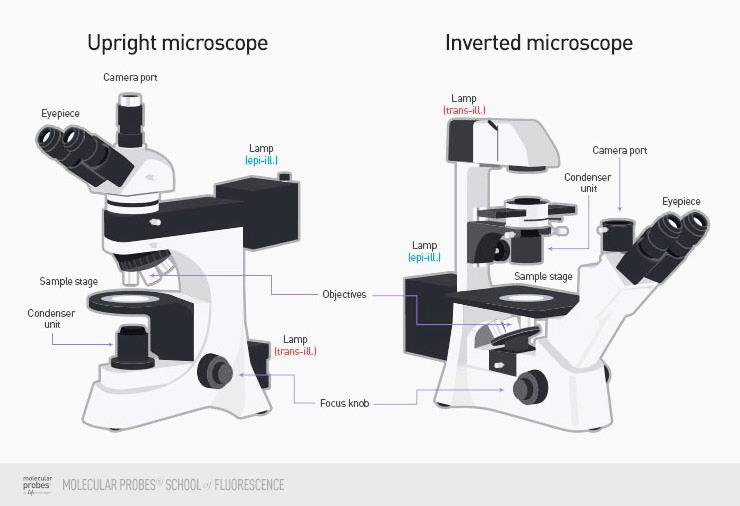 Είδη οπτικών μικροσκοπίων (ορθό / ανάστροφο) Τα ανάστροφα μικροσκόπια εκμεταλλεύονται τη βαρύτητα ώστε να επιτευχθεί απευθείας παρατήρηση ζωντανών κυττάρων τα