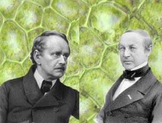 Η διατύπωση της κυτταρικής θεωρίας Matthias Schleiden (1804-1881) Theodor Schwann