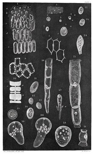 κύτταρο» Αν και τα κύτταρα είχαν παρατηρηθεί το 1665 από τον Hooke, μόλις το 1839 o Schwann