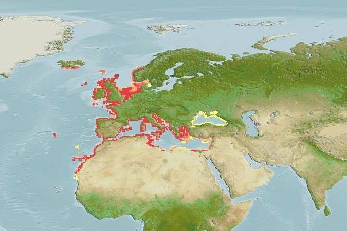 2 Εικόνα1.2:Γεωγραφική κατανοµή του µυξιναριού (Liza aurata). Πηγή: http://www.aquamaps.org/receive.