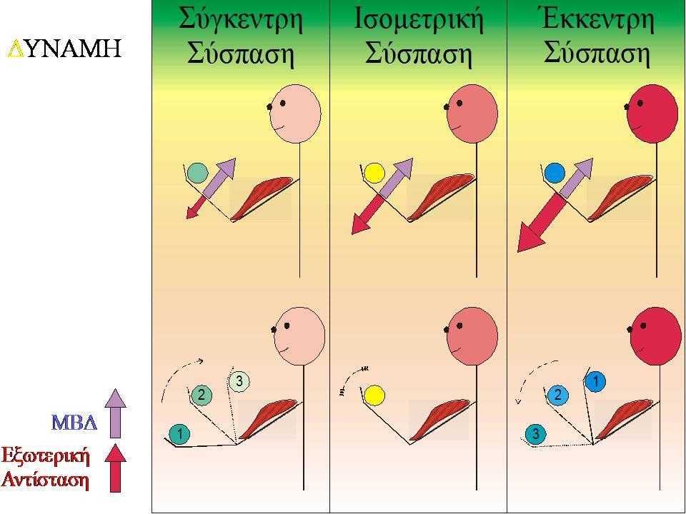 Είδη μυϊκής σύσπασης Είδη μυϊκής σύσπασης σε συνάρτηση με την