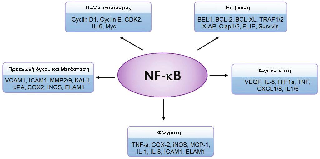 ACHAIKE IATRIKE Vo lume 37, Issue 1, April 2018 73 kb. Αν και αυτός εκφράζεται σε μια ανενεργό κατάσταση σε πολλά κύτταρα, τα καρκινικά κύτταρα εκφράζουν μια ενεργοποιημένη μορφή του NF-kB.