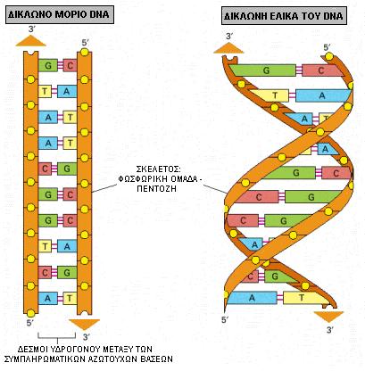 Το μόριο DNA είναι δίκλωνο, αποτελείται από 2 πολυνουκλεοτιδικές αλυσίδες Το μόριο έχει 2 περιοχές α.