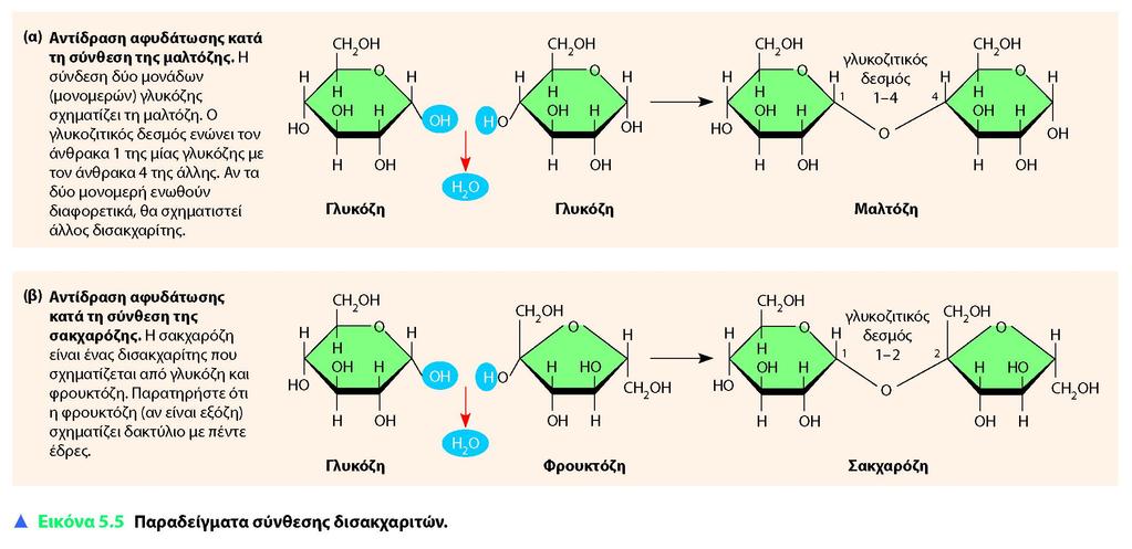 * CAMPBELL REECE, ΒΙΟΛΟΓΙΑ ΤΟΜΟΣ Ι, ΠΕΚ 2010 ΔΙΣΑΚΧΑΡΙΤΕΣ προκύπτει από τη διάσπαση του αμύλου, κατά τη διαδικασία της πέψης.