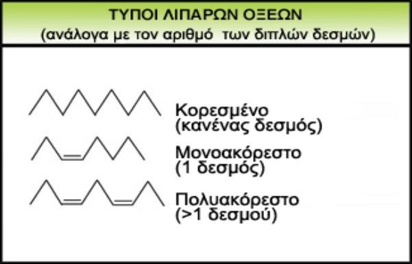 Α. ΟΥΔΕΤΕΡΑ ΛΙΠΗ ΔΟΜΗ: 3 μόρια λιπαρών οξέων 1 μόριο γλυκερόλης ΔΙΑΚΡΙΣΗ Κορεσμένα ΛΙΠΗ Βρίσκονται κυρίως στα ΖΩΑ, ΣΤΕΡΕΗ ΜΟΡΦΗ (βούτυρο) Ακόρεστα ΛΙΠΗ Βρίσκονται κυρίως στα ΦΥΤΑ, ΥΓΡΗ