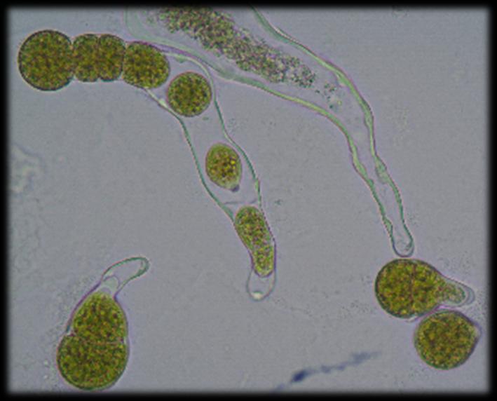 βενθικά 13 Protosiphon Stigonema Σε διάφορα νηματοειδή