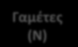 Αναπαραγωγή των φυκών Απλοειδής κύκλος ζωής 22 Ο πλέον κοινός τύπος κύκλου ζωής στα ευκαρυωτικά φύκη Δύο φάσεις κύκλου ζωής Δεσπόζουσα φάση αυτή του απλοειδούς (Ν)