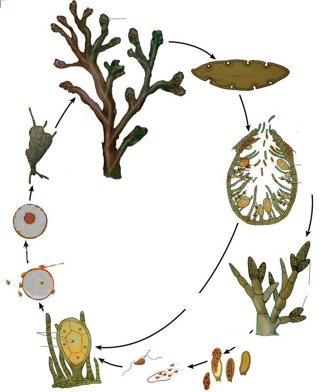 Receptaculum Ωριμος θαλλός Τομή receptaculum