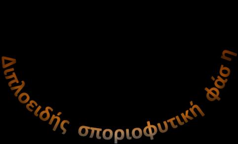 Αναπαραγωγή των φυκών Απλο-διπλοειδής κύκλος ζωής-εναλλαγή γενεών 41 Δύο φάσεις του κύκλου ζωής Η μία φάση απλοειδής (Ν) αυτή του γαμετόφυτου και η άλλη του σποριόφυτου διπλοειδής Ο διπλοειδής