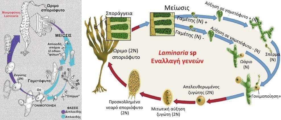 Αναπαραγωγή των φυκών Εγγενής Απλο-διπλοειδής κύκλος ζωής-ετερομορφική εναλλαγή γενεών (γαμετόφυτο-σποριόφυτο) Μακροφύκη (Φαιοφύκη-Laminaria) 48 Στα φαιοφύκη του γένους Laminaria (Τάξη: Laminariales)