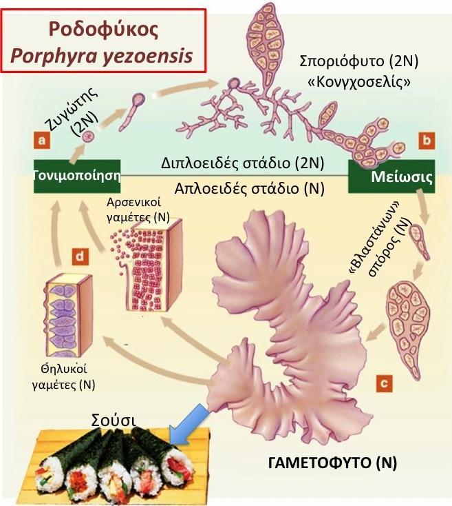 Αναπαραγωγή των φυκών Εγγενής