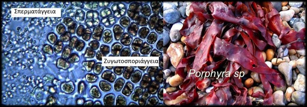 Αναπαραγωγή των φυκών