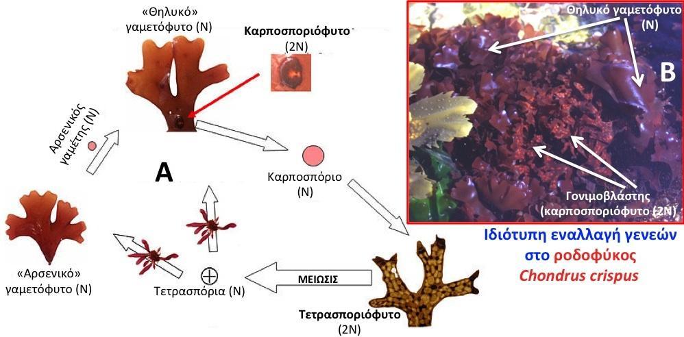 Αναπαραγωγή των φυκών Εγγενής Απλο-διπλοβιοτικός κύκλος ζωής,