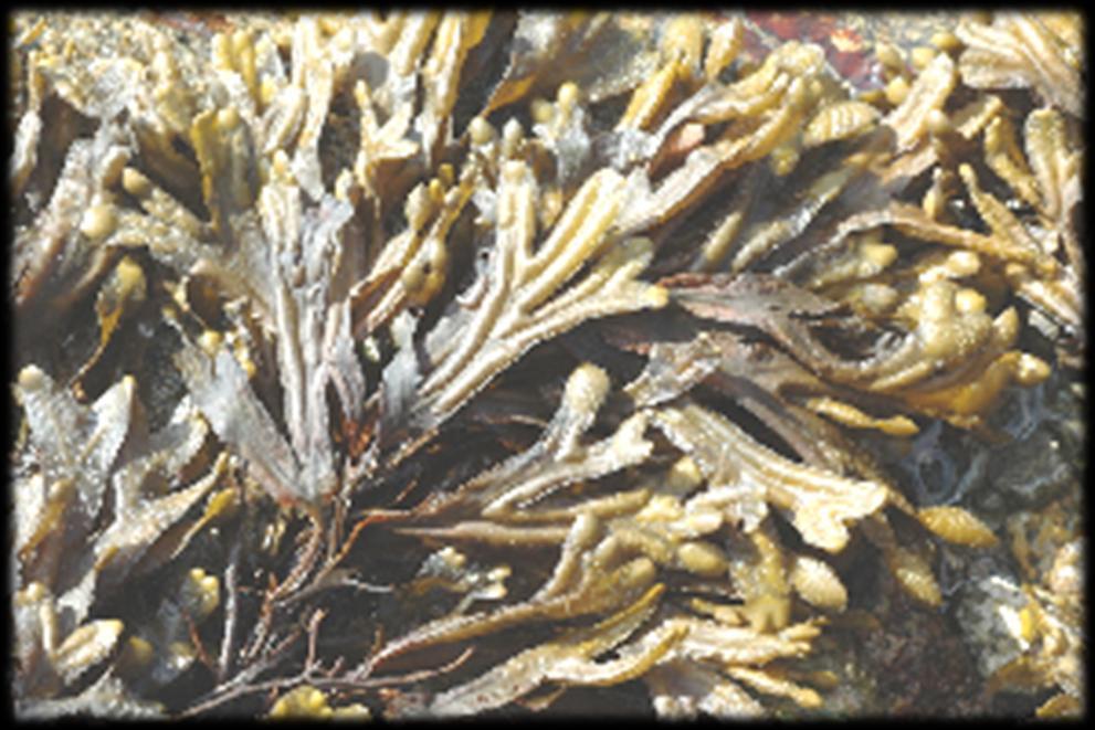 (άνω) και conceptaculum με ωογόνια (κάτω) Στύπος Αρπάγη (holdfast) Στα είδη του γένους Fucus της Τάξης Fucales