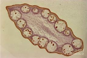 Η αναπαραγωγή στα φαιοφύκη-5 (Heterokontophyta-Phaeophyceae-Fucales) 73 Fucus sp.