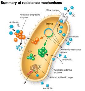 Μικροβιακή Αντοχή Η ικανότητα των βακτηρίων να παραµένουν ζωντανά µετά από χορήγηση