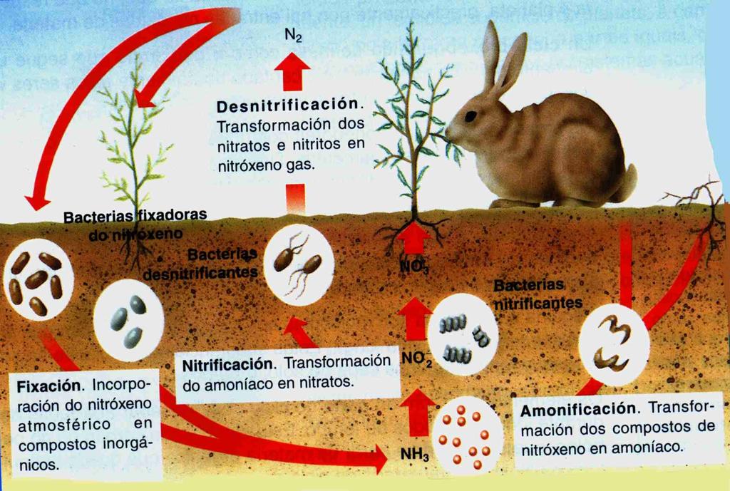Ciclo do