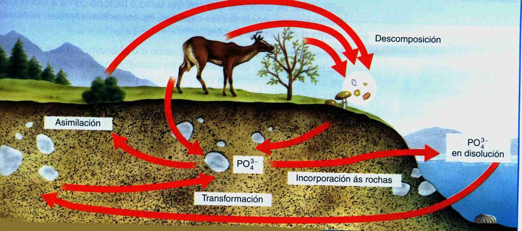 Ciclo do
