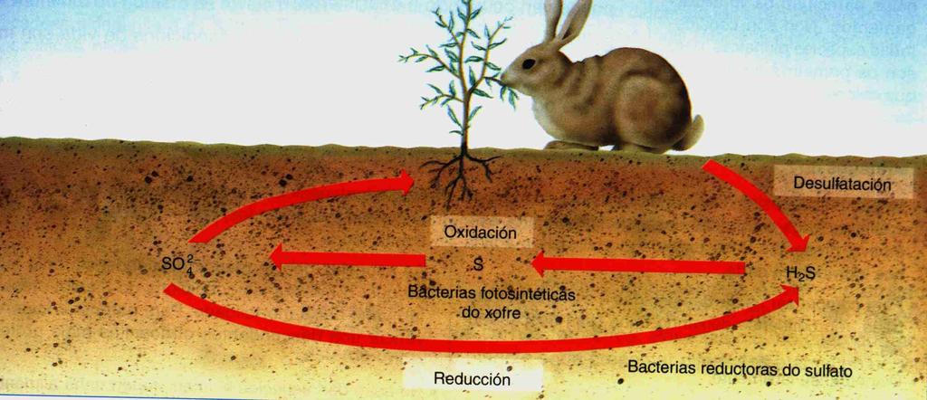Ciclo do