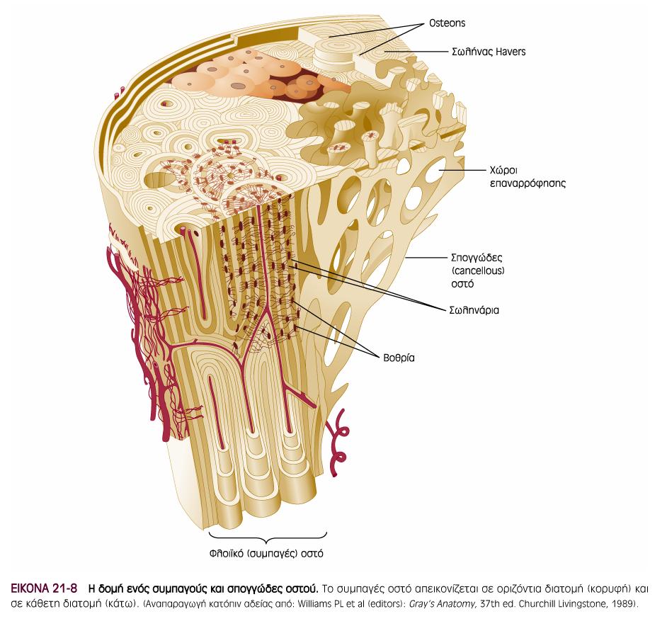 Δοµικές περιοχές του οστού οστέωνας δοκιδώδες ή σπογγώδες