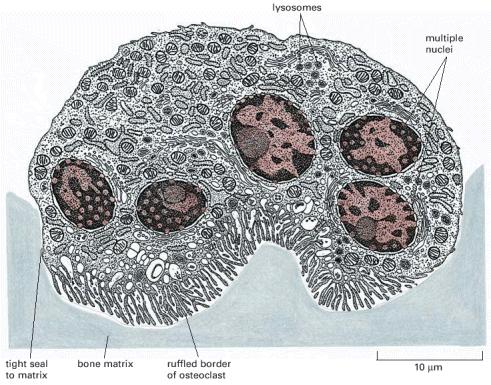 Απορρόφηση Οστού από Οστεοκλάστες λυσοσώµατια πολλαπλοί πυρήνες στενή σύνδεση