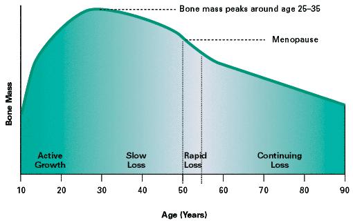 Ρυθµός Ανακύκλησης Οστών Οι διεργασίες σχηµατισµού και απορρόφησης είναι στενά συνδεδεµένες Φάσεις αύξησης: σχηµατισµός > απορρόφηση αύξηση της σκελετικής µάζας (µέγιστο µεταξύ 20 & 30) Ισοδύναµοι