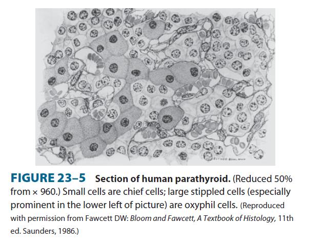 Παραθορµόνη Κύρια κύτταρα