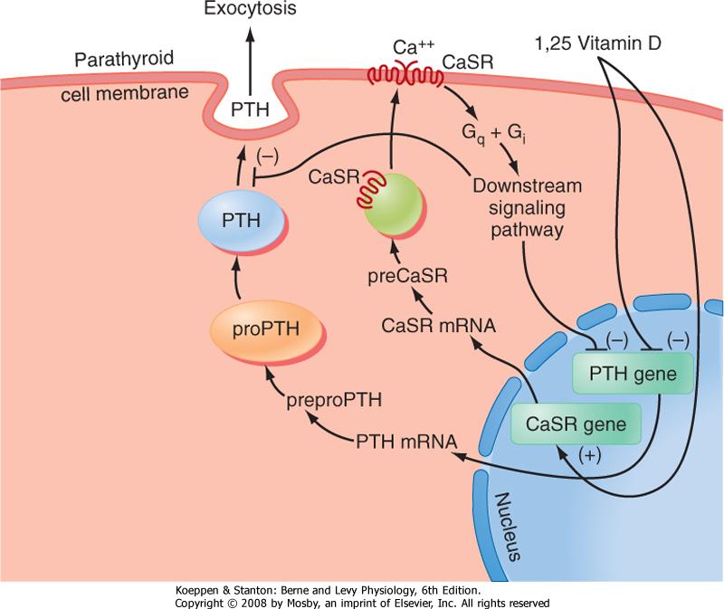 Ρύθµιση της έκκρισης ΡΤΗ Αµεση αρνητική ρύθµιση Ca 2+ 1,25(OH)2-VitD Εµµεση θετική ρύθµιση PO 4 3-