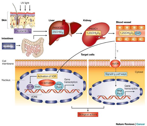 Μηχανισµός δράσης της βιταµίνης D
