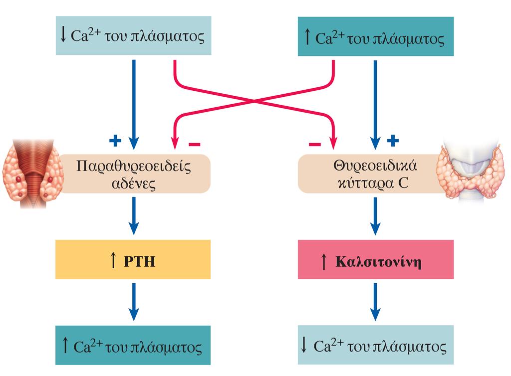 Καλσιτονίνη (CT) Πεπτιδική ορµόνη Εκκρίνεται από τα παραθυλακιακά κύτταρα του θυρεοειδούς αδένα (νευροενδοκρινή κύτταρα) Ø Μειώνει τα επίπεδα Ca στο πλάσµα - ανταγωνίζεται τη δράση της