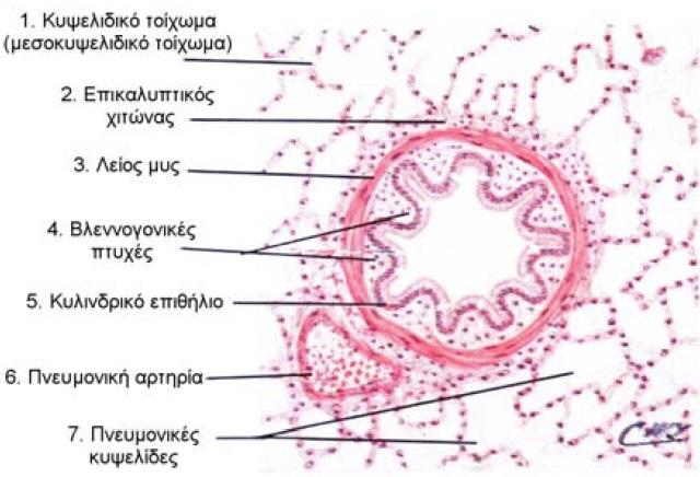 στο βρογχικό άσθμα, όσο και στη χρόνια βρογχίτιδα η συνεχής σύσπασή τους