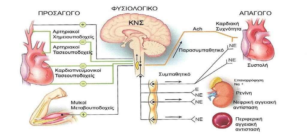 Εικόνα 12: Ρύθμιση του καρδιακού μυός από τα συμπαθητικό νευρικό σύστημα. Ορολογία και Συντομογραφίες: NE = νορεπινεφρίνη. ACh = ακετυλοχολίνη. Ε= επινεφρίνη (Σύμφωνα με Esler M και συν, 1990 [32]).