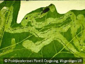 Lyriomyza