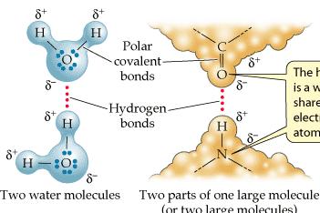 Οι χημικοί δεσμοί [συνέχεια ] υδρογόνου υδρόφοβοι προσωρινής διάρκειας ασθενείς δεσμοί (10-11 sec) 2/3-ταγής δομή πρωτεϊνών Νουκλεοτιδικές βάσεις