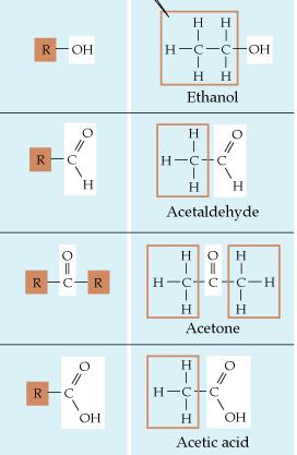 Λειτουργικές ομάδες βιομορίων Ομάδα Βασική δομή Παράδειγμα αλκοόλες Πολικά μόρια, διαλύονται εύκολα στο νερό, σχηματίζουν ασθενείς δεσμούς υδρογόνου αλδεϋδες Πολικά μόρια, διαλυτά στο νερό,