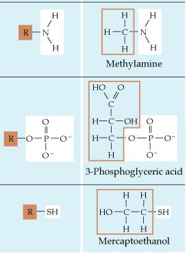 Ομάδα Βασική δομή Παράδειγμα αμίνες Δέκτες πρωτονίων (ΝΗ 4+ ) O Η 2 Ν C ΝΗ 2 ~ουρία Φωσφοεστέρες Βασικό συστατικό νουκλεϊκών οξέων & λιπιδίων, υδρόφιλα μόρια Θιόλες (ή