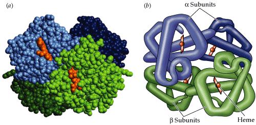 4 ο ταγής δομή αιμοσφαιρίνης Η 1 ο ταγής δομή καθορίζει τη διαμόρφωση της πρωτεΐνης στο χώρο Η λειτουργία της πρωτεΐνης σχετίζεται άμεσα με την