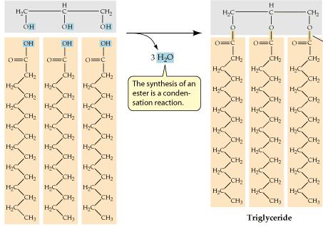 Ουδέτερα λίπη - τριγλυκερίδια Γλυκερόλη + 3 Η 2 Ο Εστερικός δεσμός 3 μόρια λιπαρού οξέος λιπάσες ενέργεια κορεσμένα λίπη Πού και πότε; Τριγλυκερίδιο (90% λιπώδους ιστού στα ζώα) Όλοι οι ιστοί
