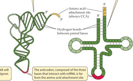 RNA: μονόκλωνο ή δίκλωνο, U αντί για T, ριβόζη αντί για 5% mrna: 15% trna: 80% rrna: Συνδέει mrna με trna Μικρή υπομονάδα δεσοξυριβόζη