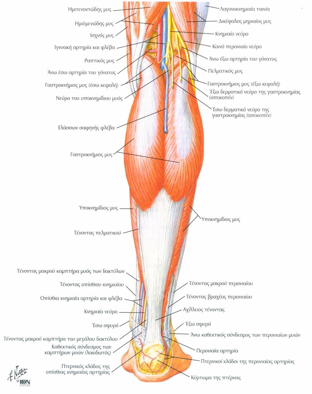 Εικόνα 5: Οπίσθιοι μύες