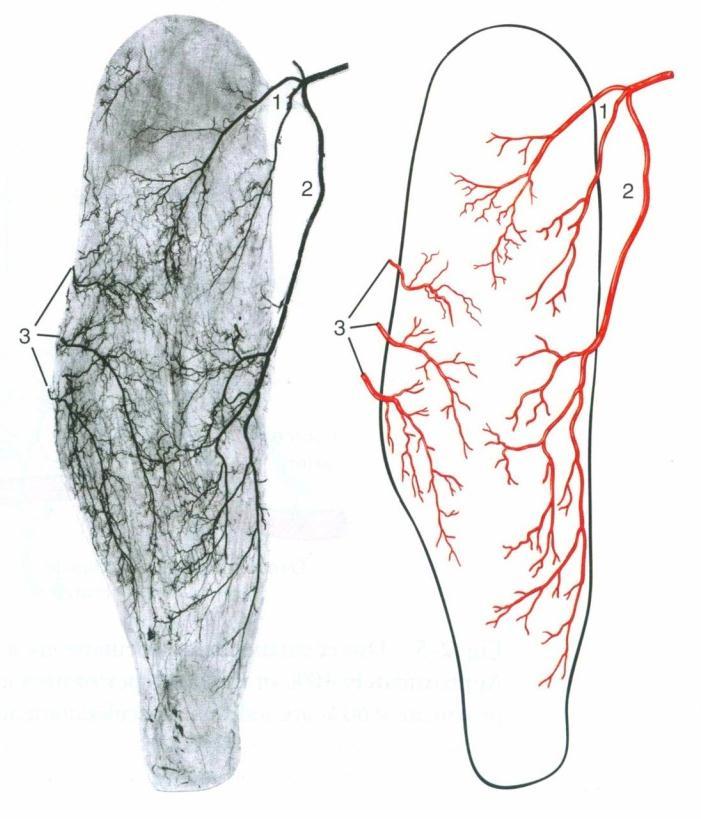 Οι τύπου ΙΙ μύες έχουν ένα πρωτεύον αγγειακό στέλεχος και μερικούς ελάσσονες αγγειακούς μίσχους.