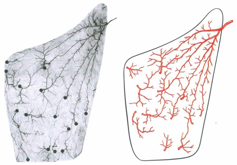 Οι τύπου V μύες έχουν έναν πρωτεύοντα αγγειακό μίσχο και μερικούς δευτερεύοντες αγγειακούς μίσχους. Παραδείγματα τέτοιων μυών είναι ο πλατύς ραχιαίος μυς και ο μείζονας θωρακικός μυς (Εικόνα 23).