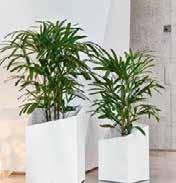 CURSIVO 30 // Philodendron 'Xanadu' ΧΡΏΜΑ NO Π Β Υ ΛΙΤΡΑ* white high-gloss charcoal metallic 16600 CURSIVO 30 30 30 49 cm 3 L // 12 L 16620 CURSIVO 40 40 40 67 cm 8 L // 31 L 16603 CURSIVO 30 30 30