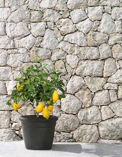 stone grey rooibos