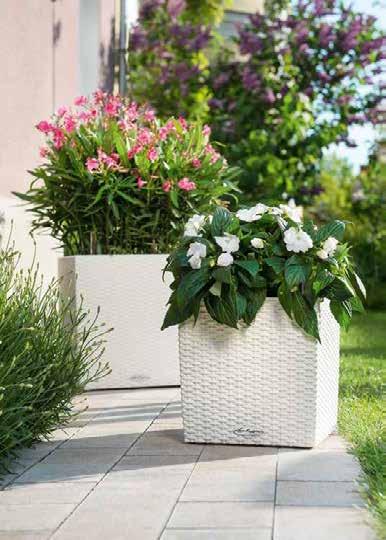 49 CUBE Cottage 40 // Nerium oleander, CUBE