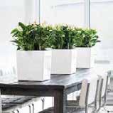 68 PREMIUM COLLECTION CUBE Προσθέστε πινελιές CUBE 30 // Anthurium Επιτέλους, οι ρίζες των αγαπημένων σας φυτών μπορούν να αναπτυχθούν ελεύθερα.